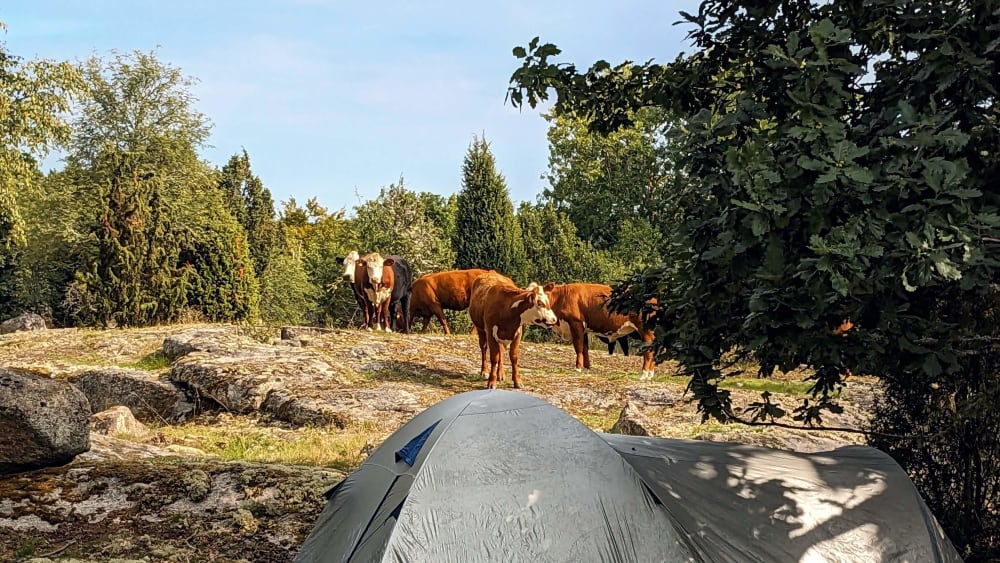 Cows behind a tent during a hike